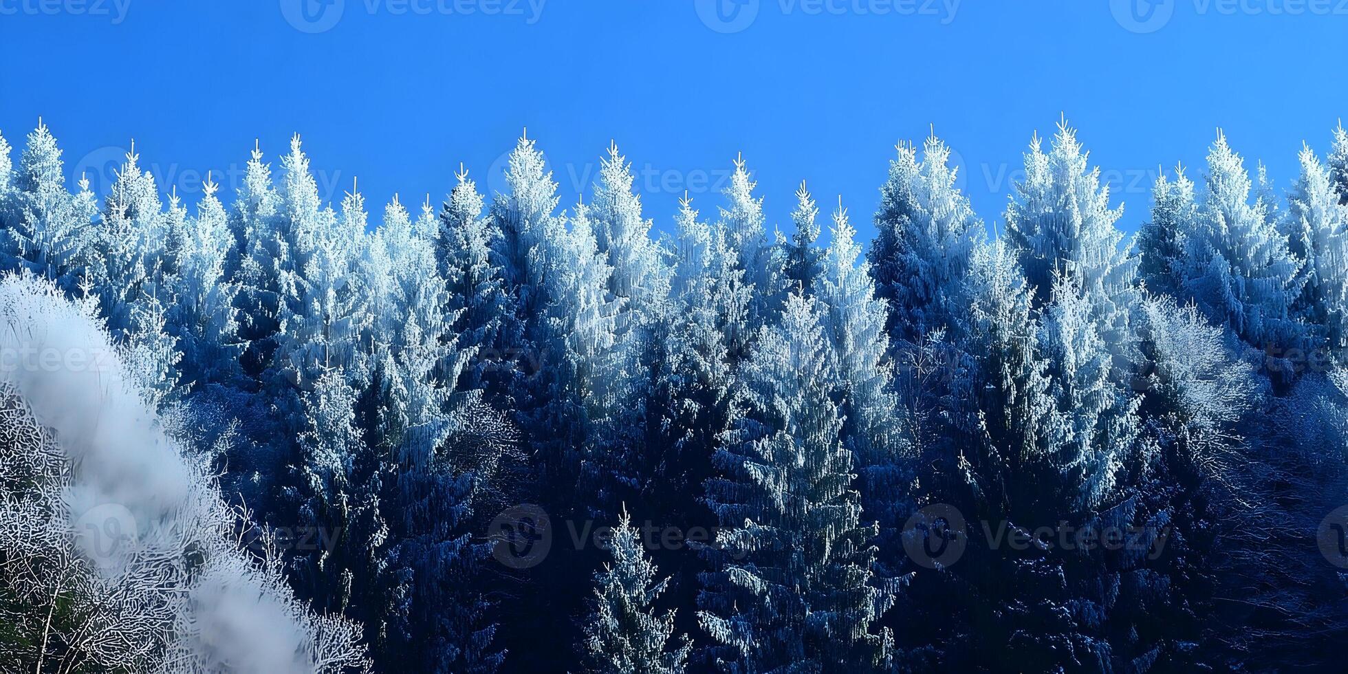 Frozen Spruce Fir Trees Winter Forest Snowy Landscape Cold Season photo