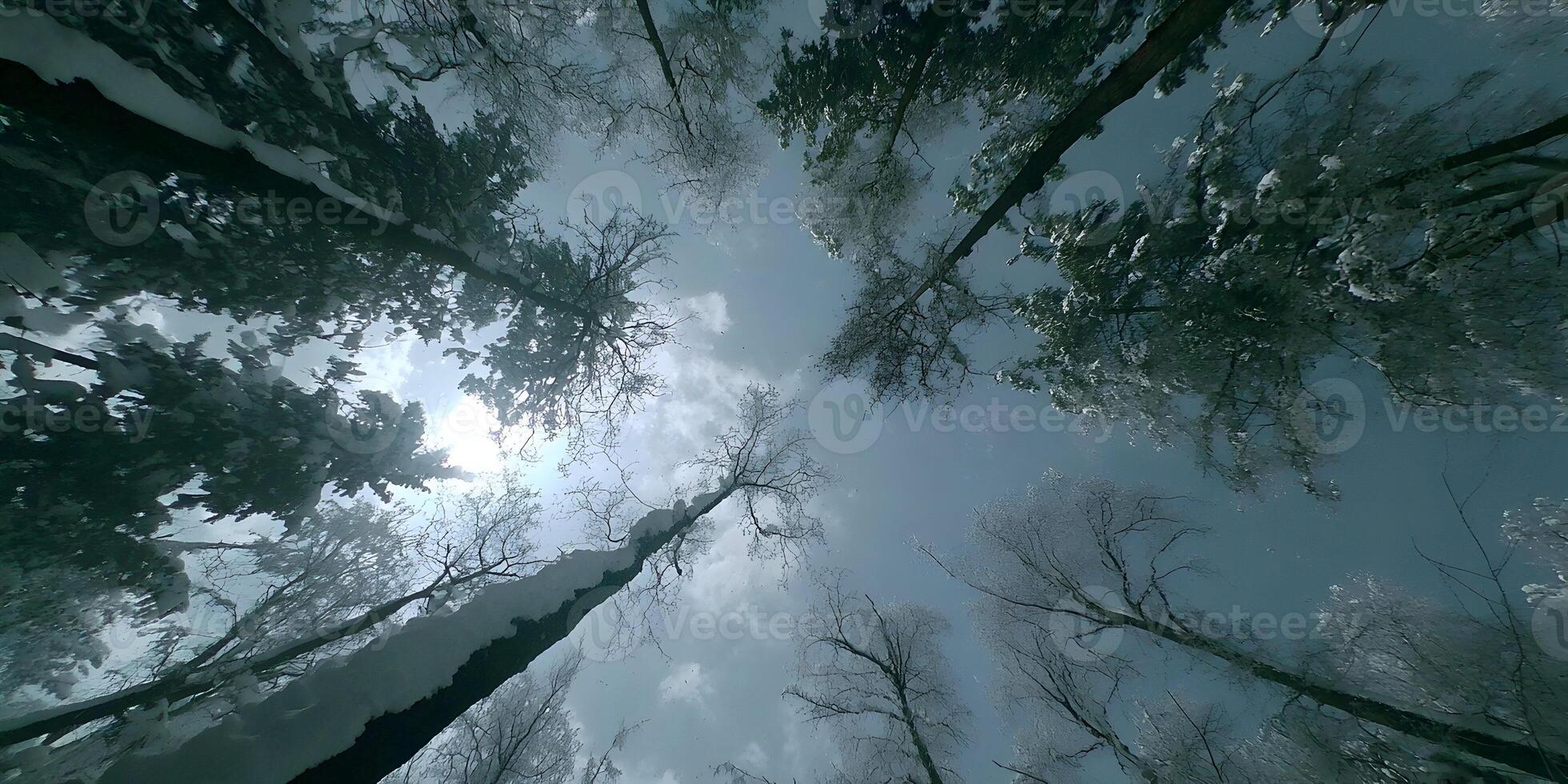 Snow Covered Trees Winter Forest Looking Up Sunlight photo