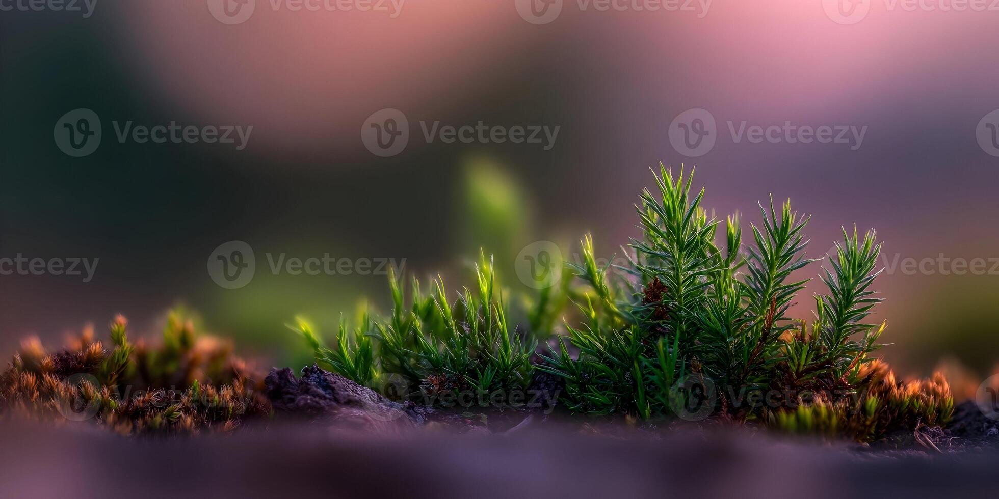 Closeup Green Moss Plants Nature Background Soft Light photo