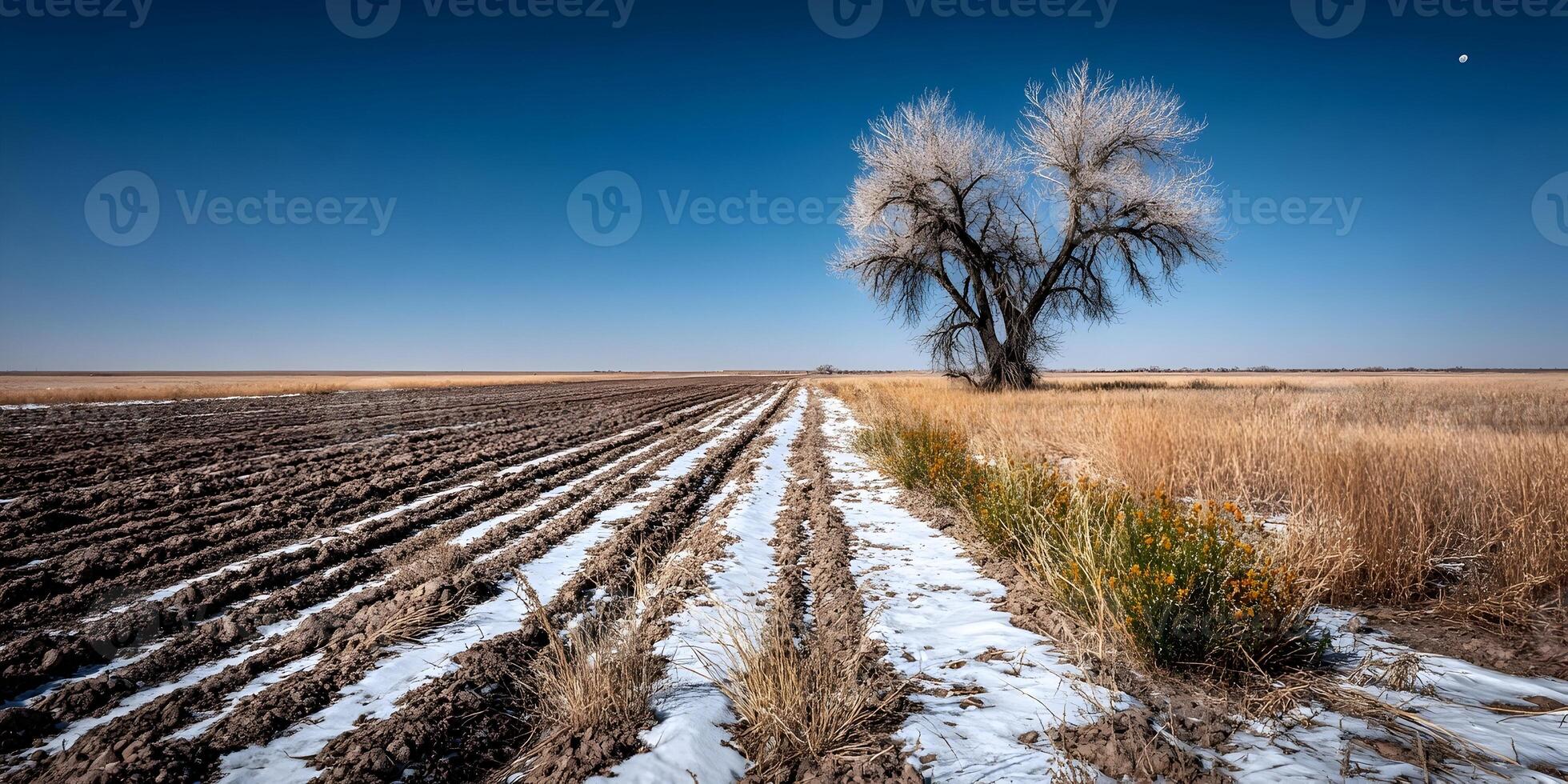 Winter Landscape Farmland Snow Covered Plowed Field Single Tree photo