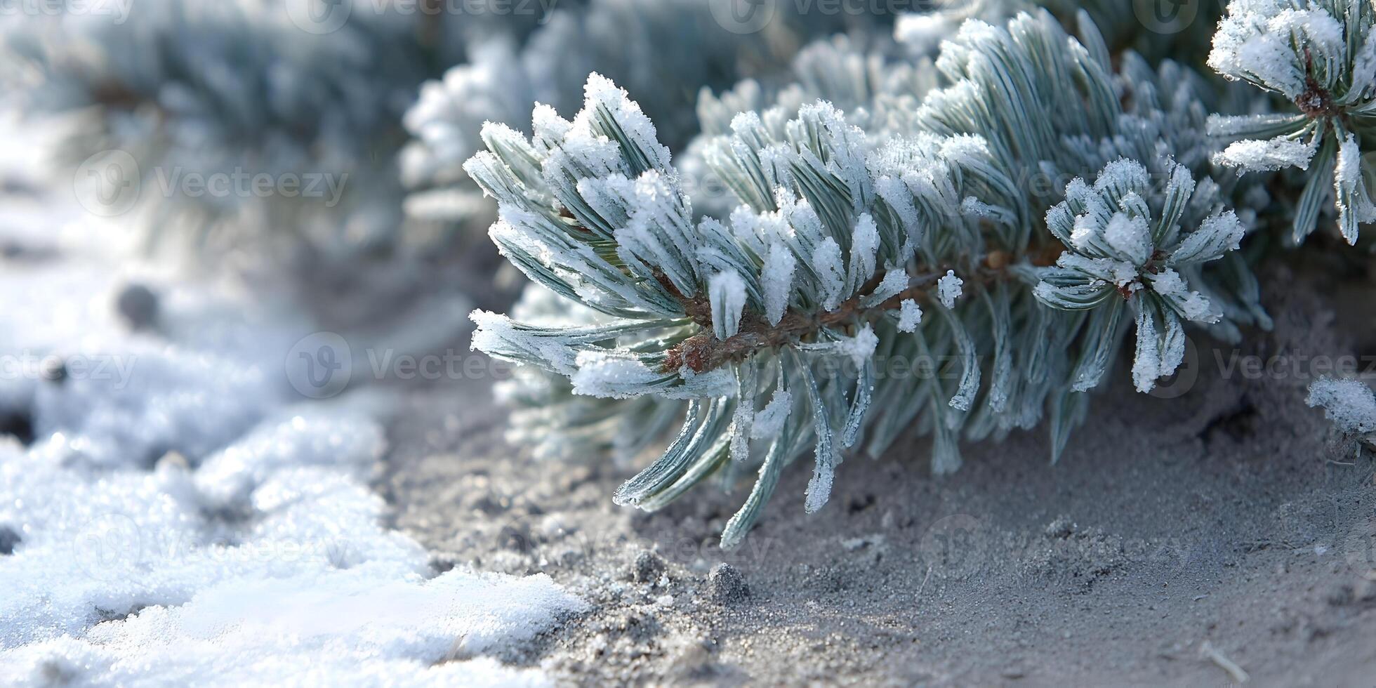 Frozen Pine Branch Winter Snow Nature Closeup photo