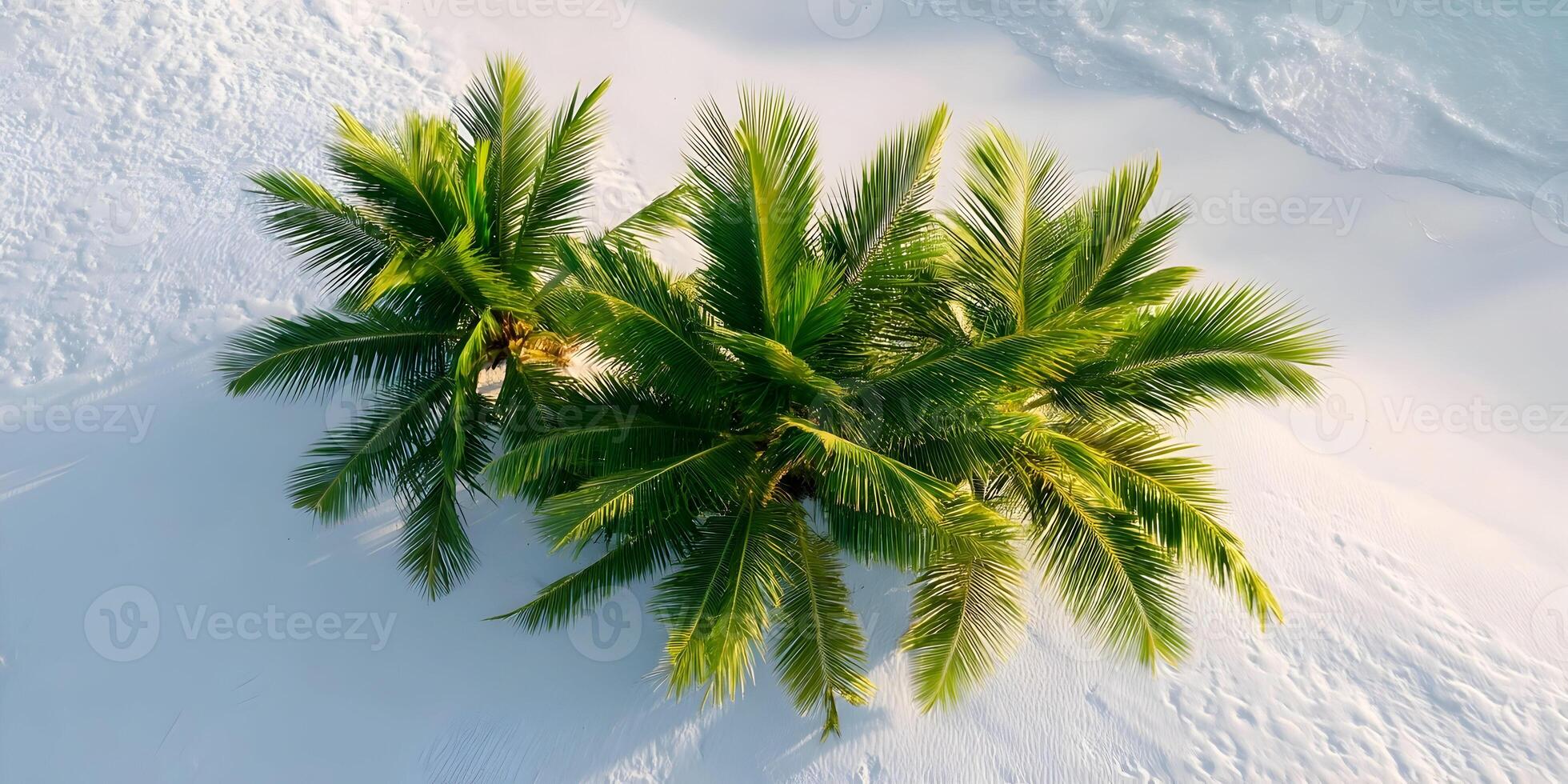 Aerial View Three Palm Trees White Sandy Beach Tropical Island Ocean Waves photo