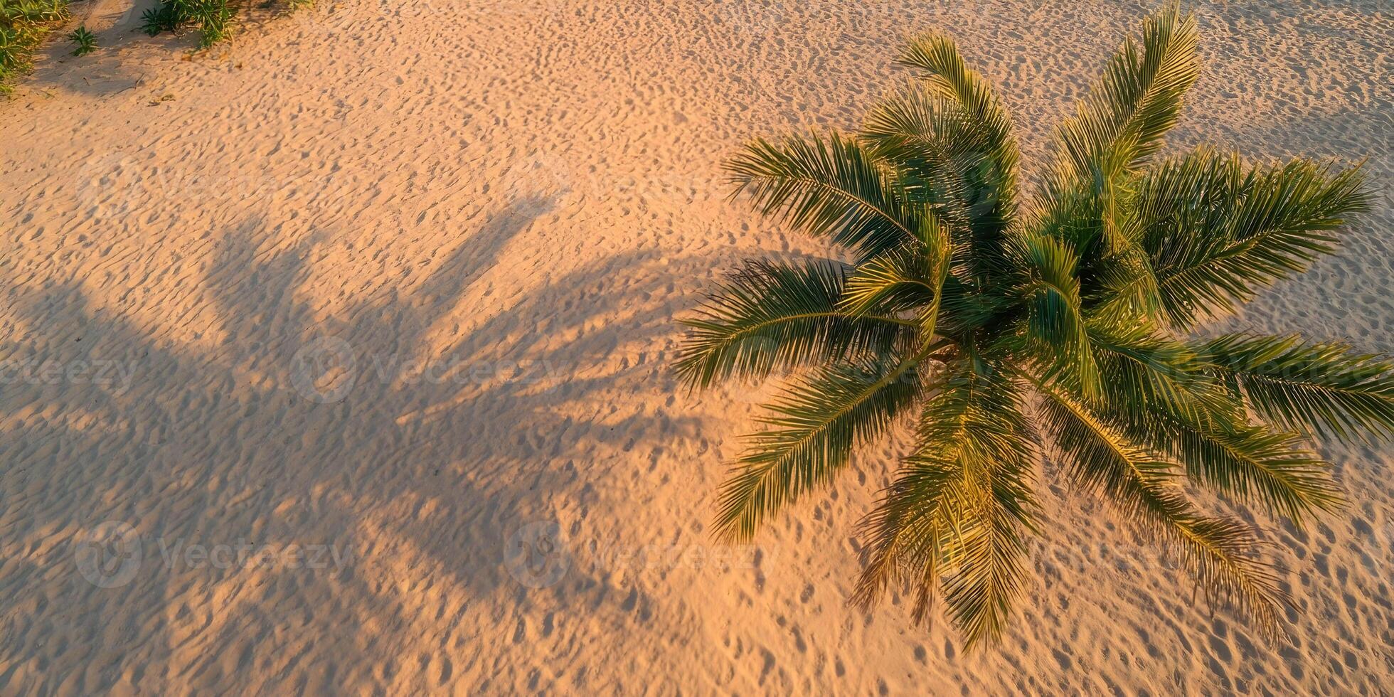 Aerial View Palm Tree Sandy Beach Summer Vacation Tropical Island Golden Hour Sunlight Shadow photo