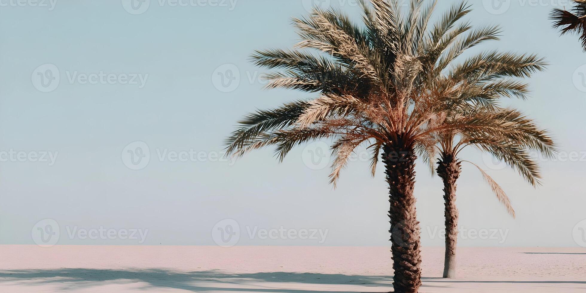 Two Palm Trees on Sandy Beach under Clear Sky Minimalist Summer Vacation Scene photo