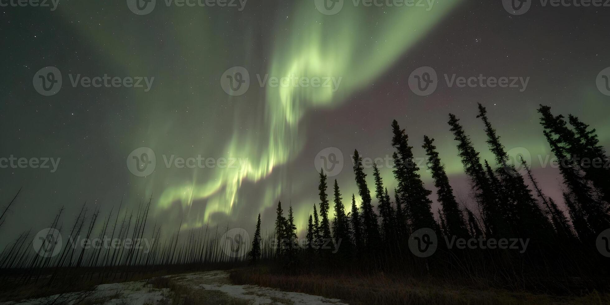 Northern Lights Aurora Borealis Display over Silhouetted Pine Trees Winter Night Sky photo