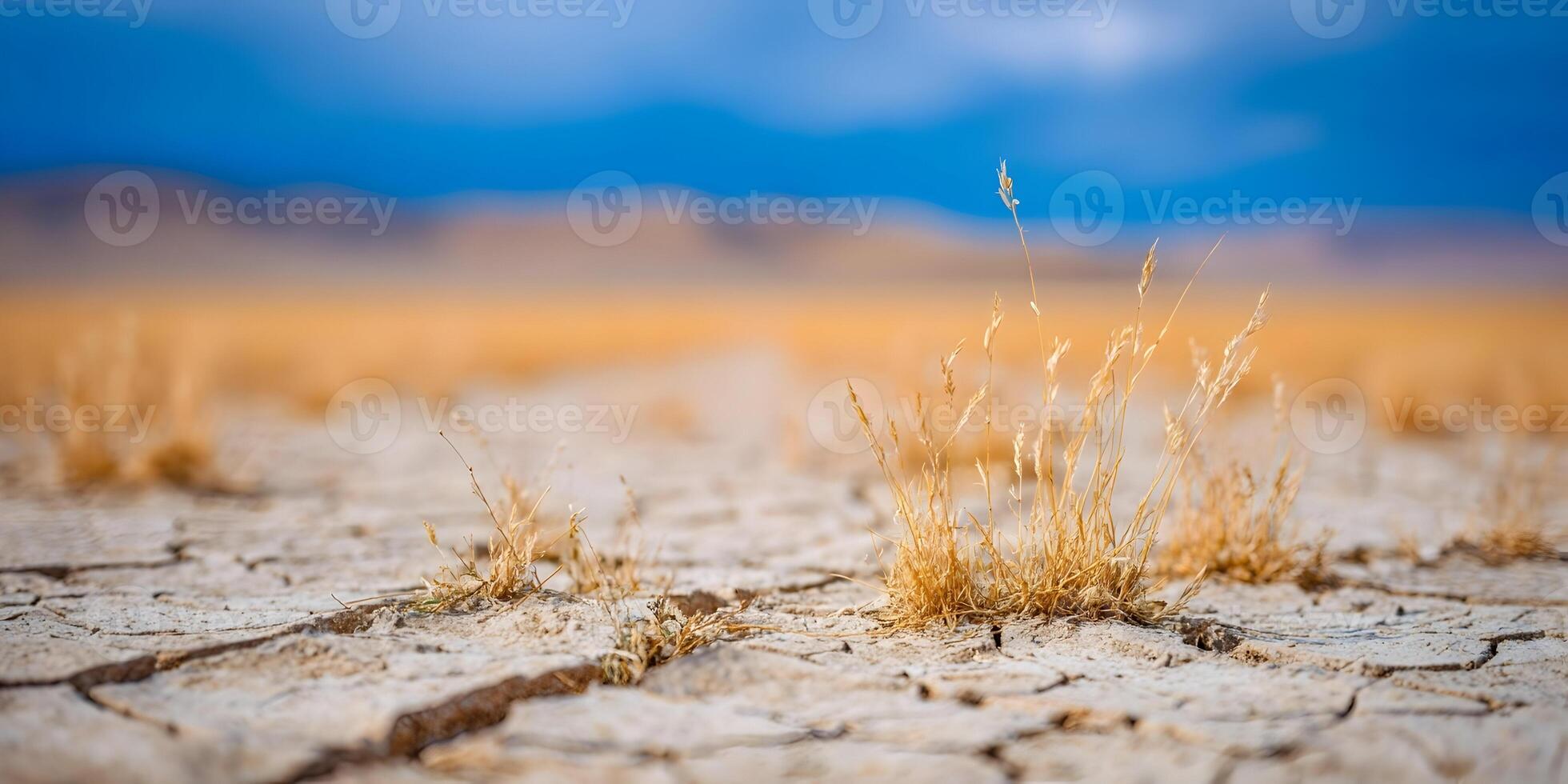 Dry Cracked Earth with Brown Plants Under Blue Sky photo