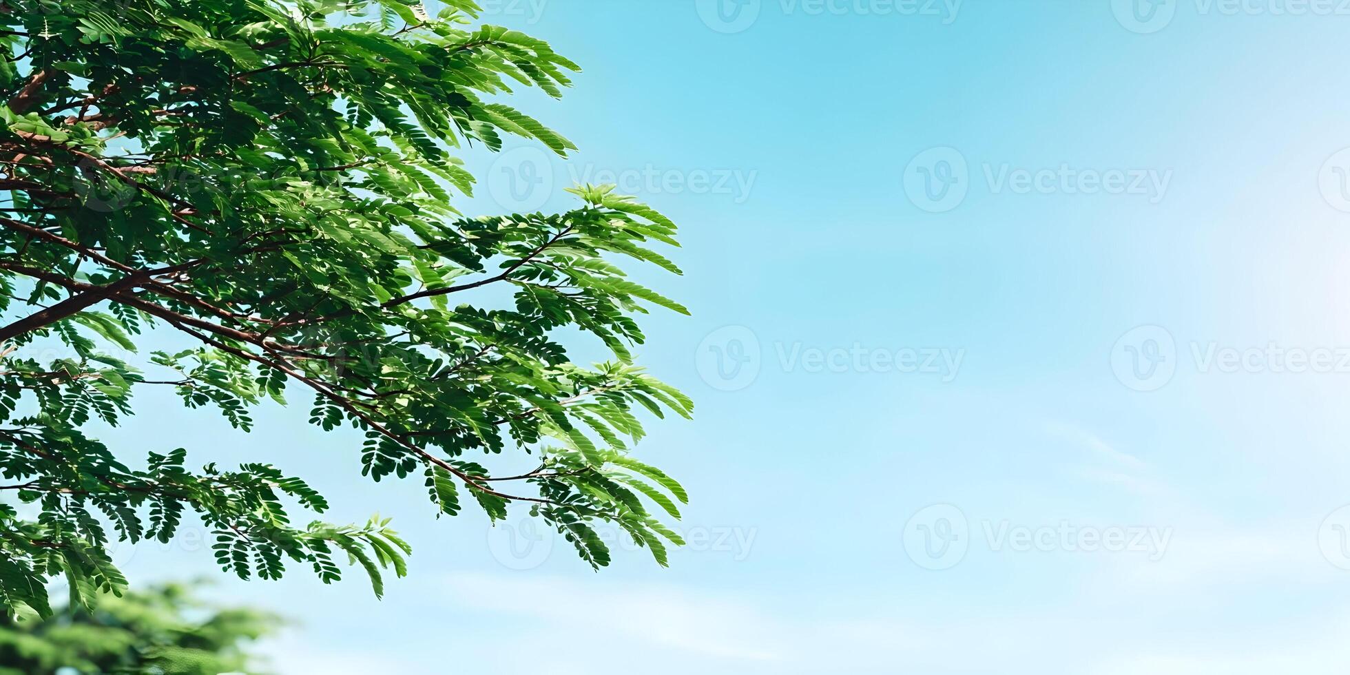 Bright Sunny Day Green Tree Branches Lush Foliage Blue Sky Background photo