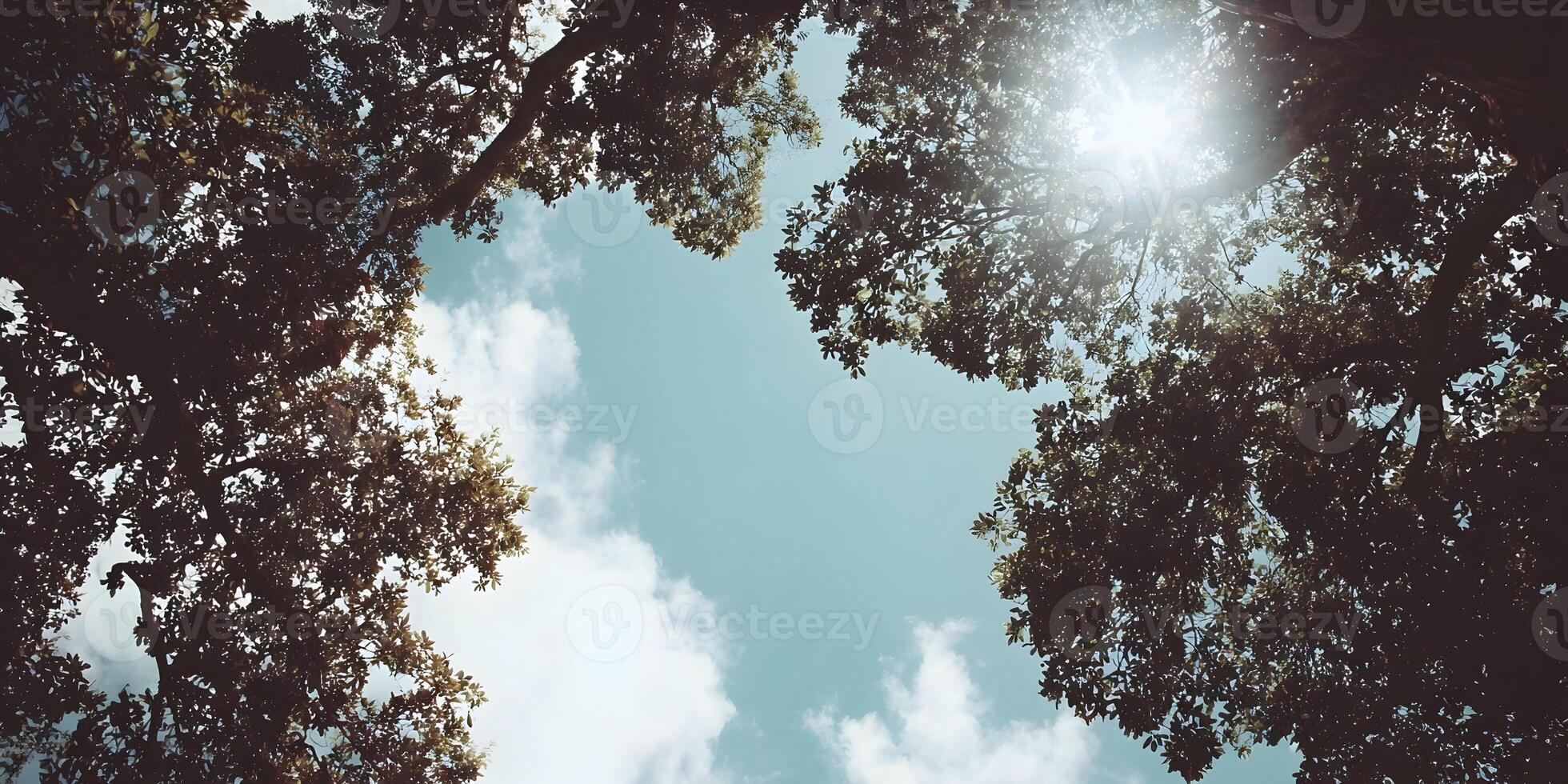 Sunlight Through Lush Green Tree Canopy Summer Sky View photo