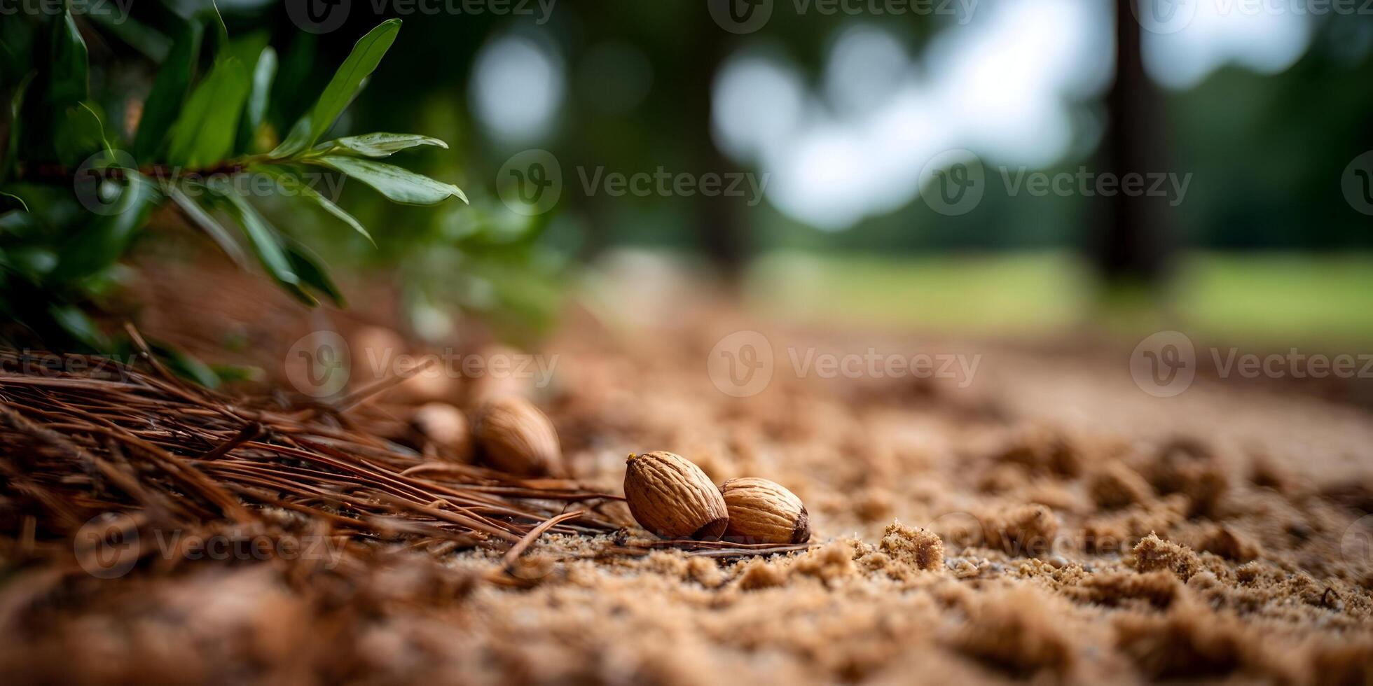 Two Nuts on Sandy Ground Near Green Plant and Trees photo