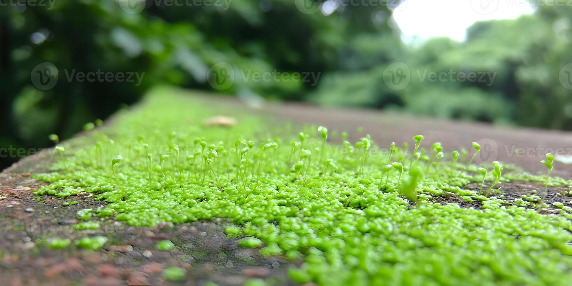Bright Green Moss Growing on Brown Brick Wall Closeup photo
