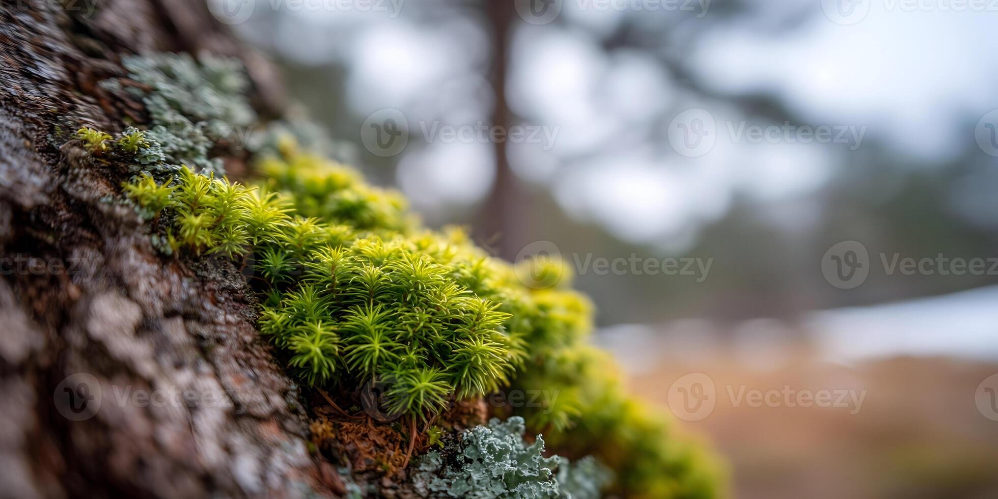 Bright Green Moss Growing on Tree Bark in Forest Closeup Photography photo