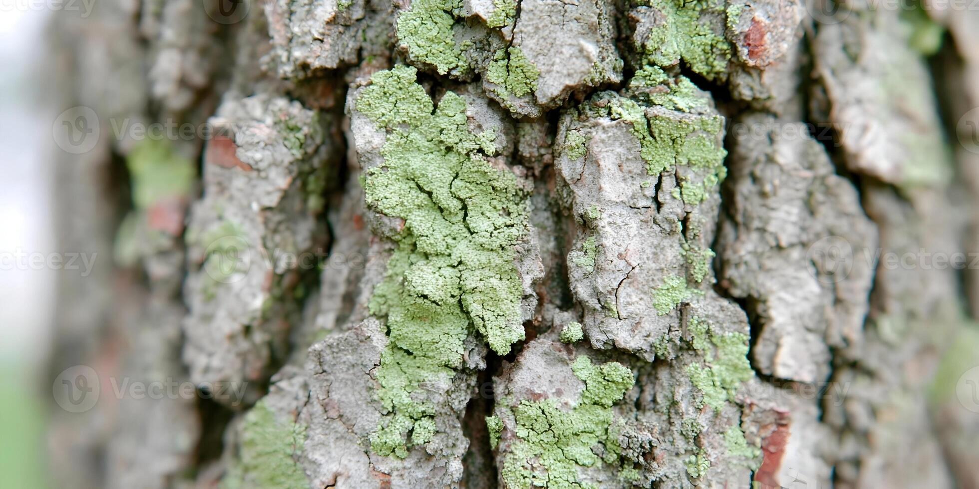Detailed Tree Bark Texture with Green Lichen Close Up Photography photo
