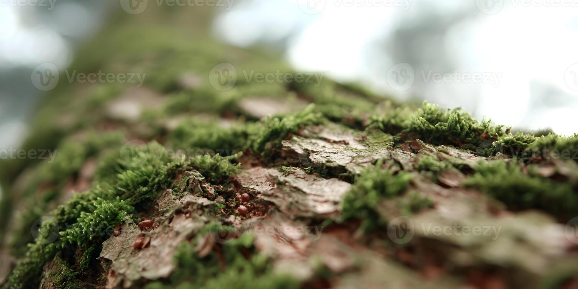 Closeup Tree Bark Texture with Green Moss Nature Photography photo
