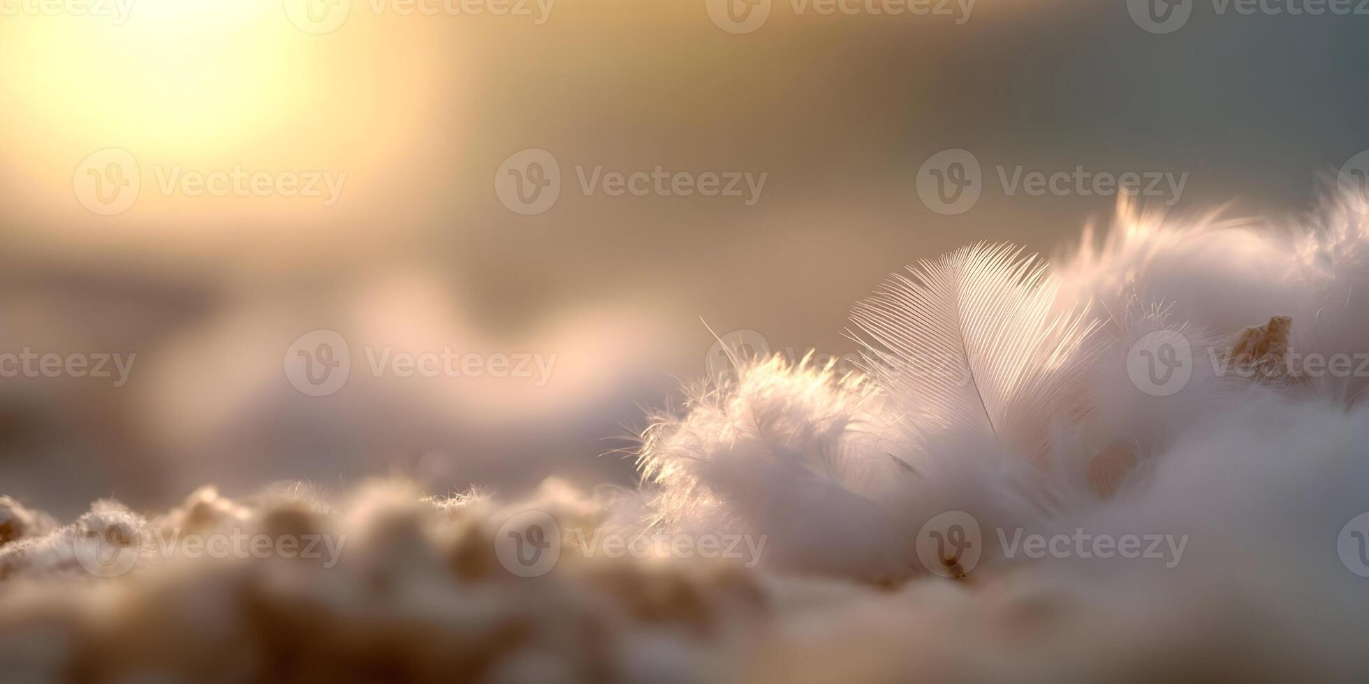 Soft White Feathers Sunset Light Background Image photo