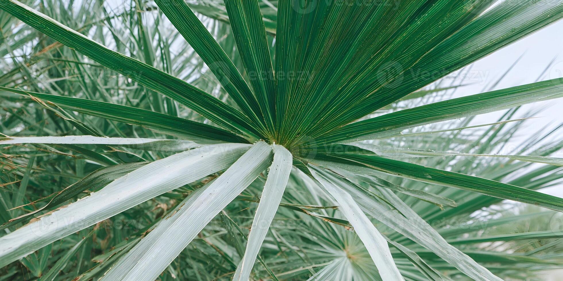 Closeup Green Palm Frond Tropical Plant Lush Foliage Summer Nature Texture photo