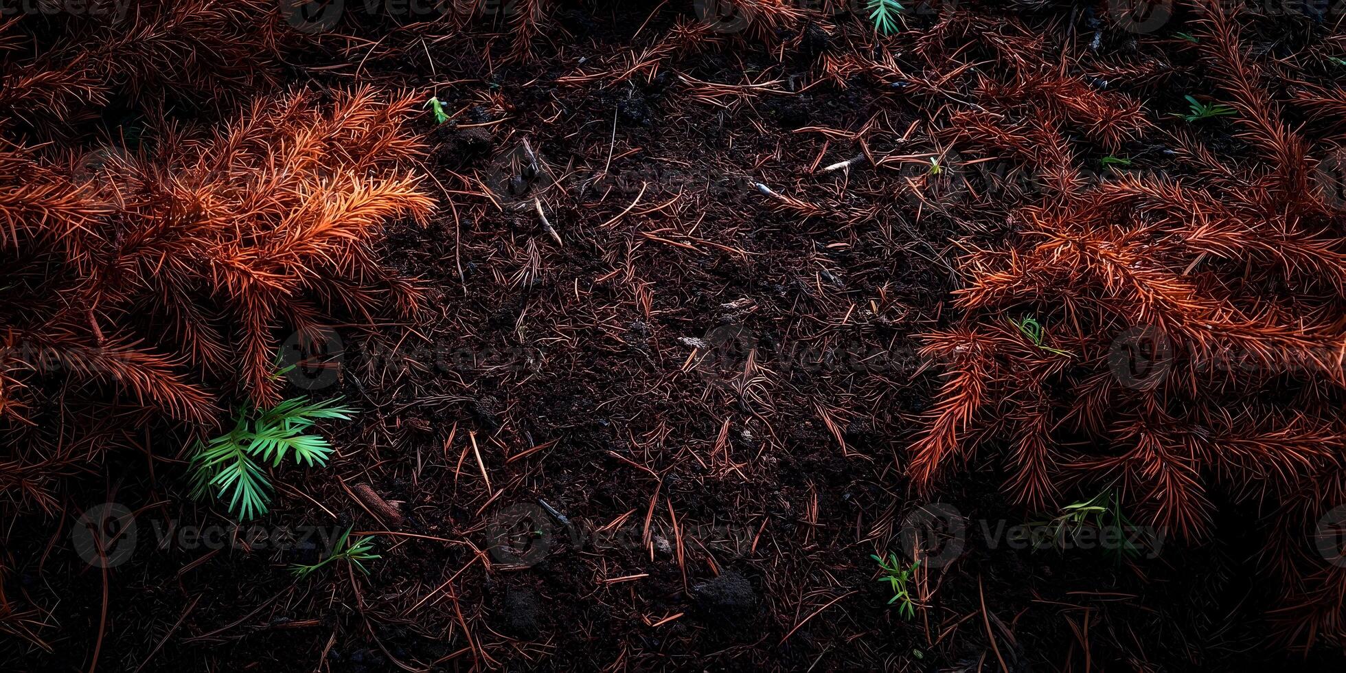 Dark Forest Floor with Reddish Brown Pine Needles and Small Green Plants photo