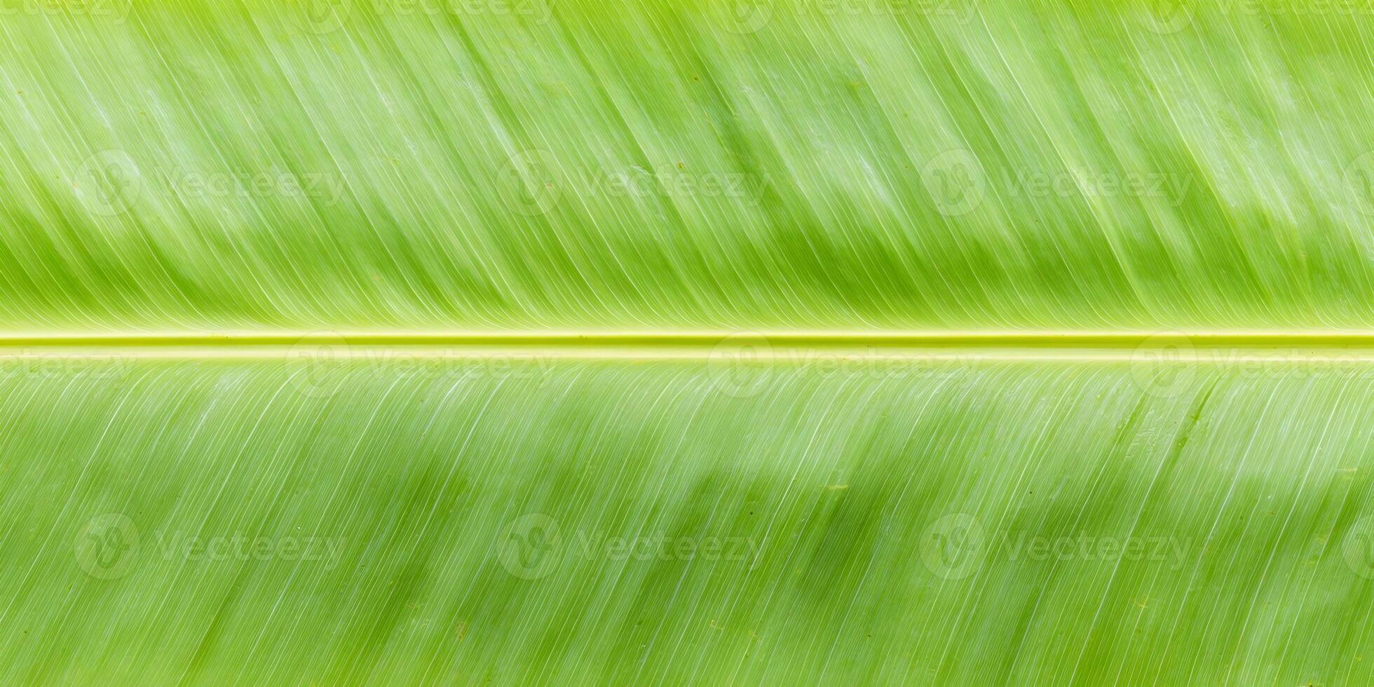 Closeup Detailed Green Banana Leaf Texture Parallel Lines Natural Background photo