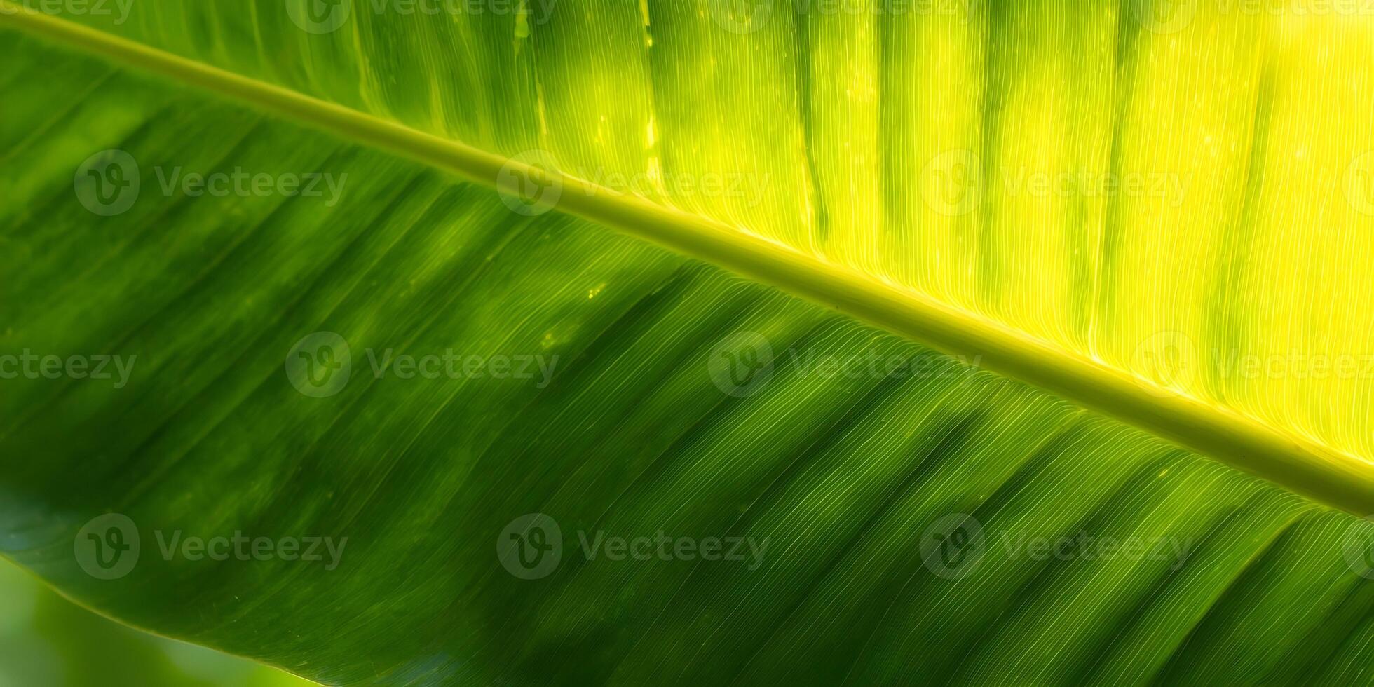Bright Green Banana Leaf Close Up Texture Background Image photo