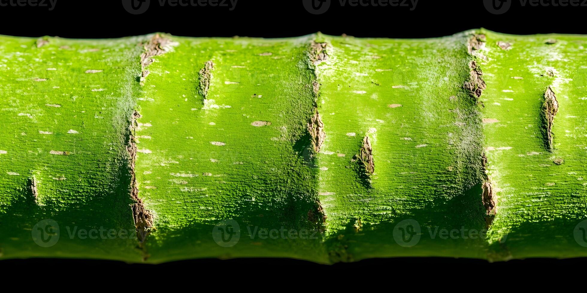 Bright Green Tree Bark Texture Close Up Detailed Image photo