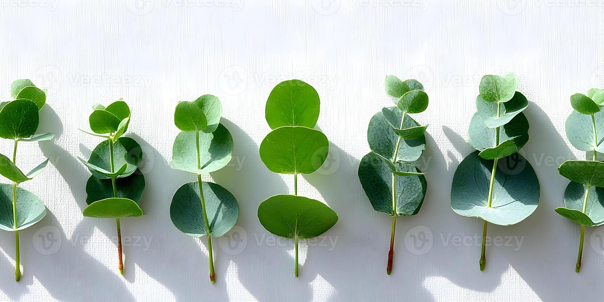 Eucalyptus Leaves Green Branches White Background Botanical Illustration photo