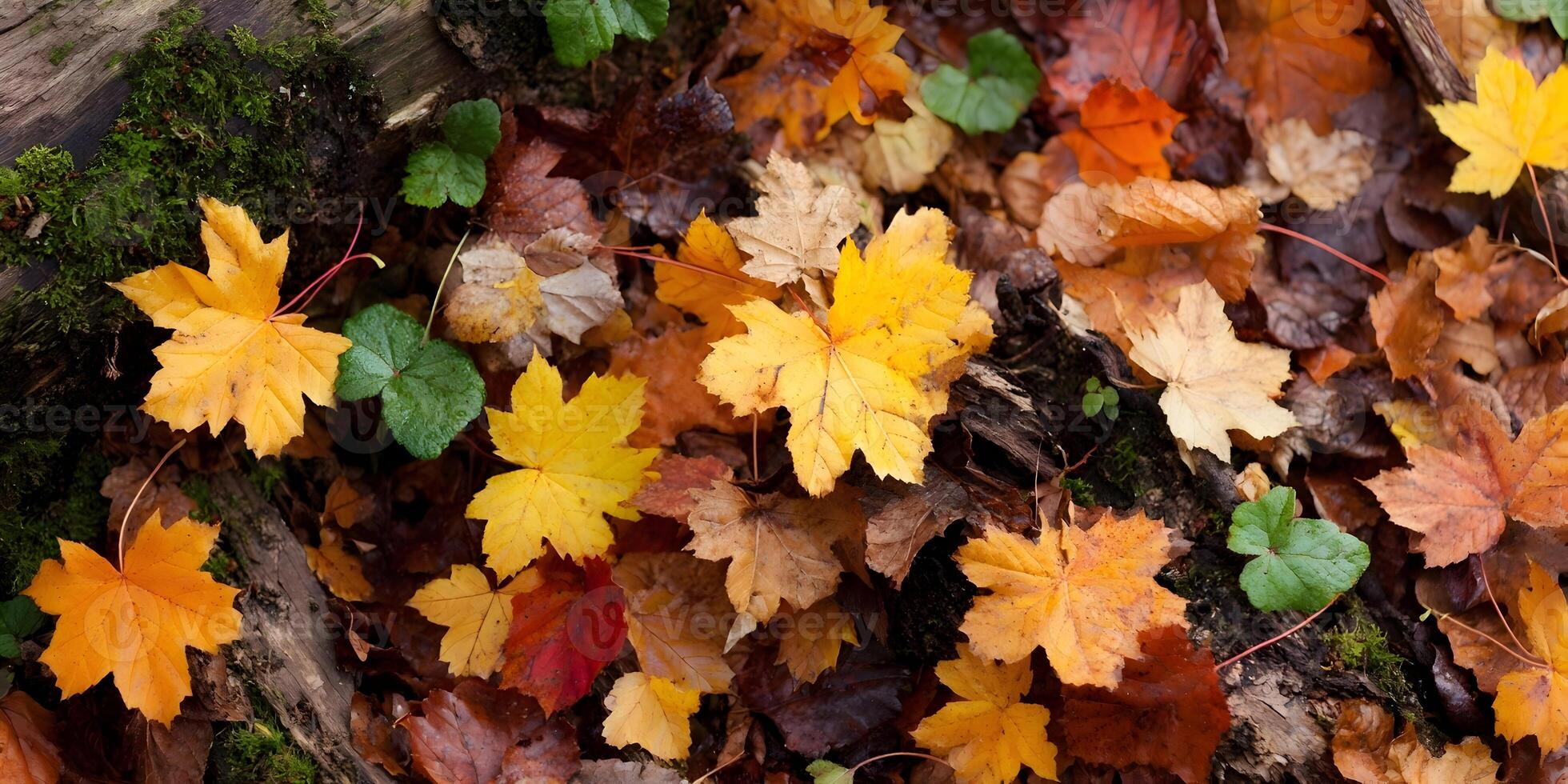 Autumn Maple Leaves Fallen on Forest Ground Mossy Log photo