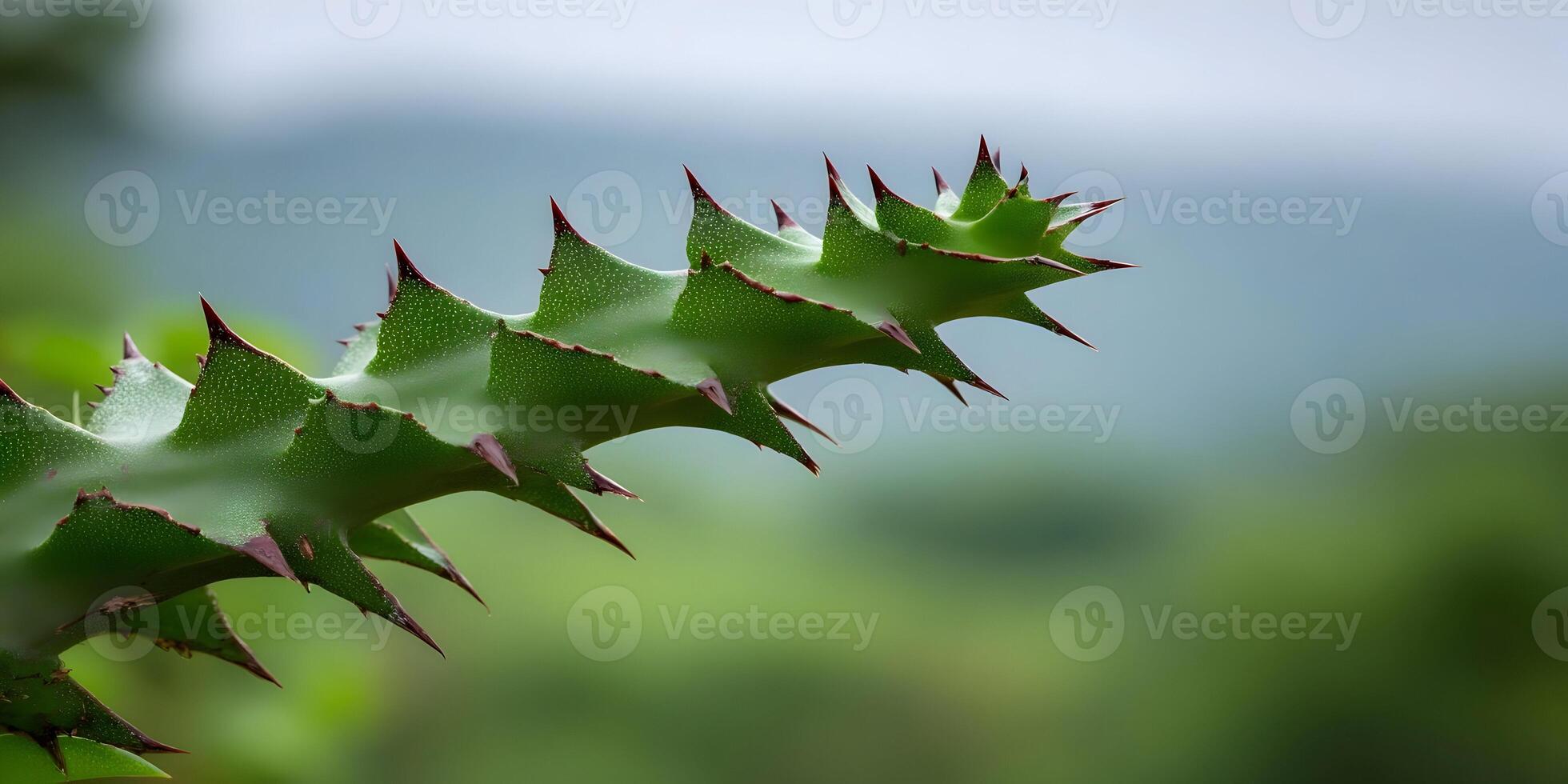 Closeup Green Plant Branch with Sharp Spines Detailed Texture Nature Photography photo