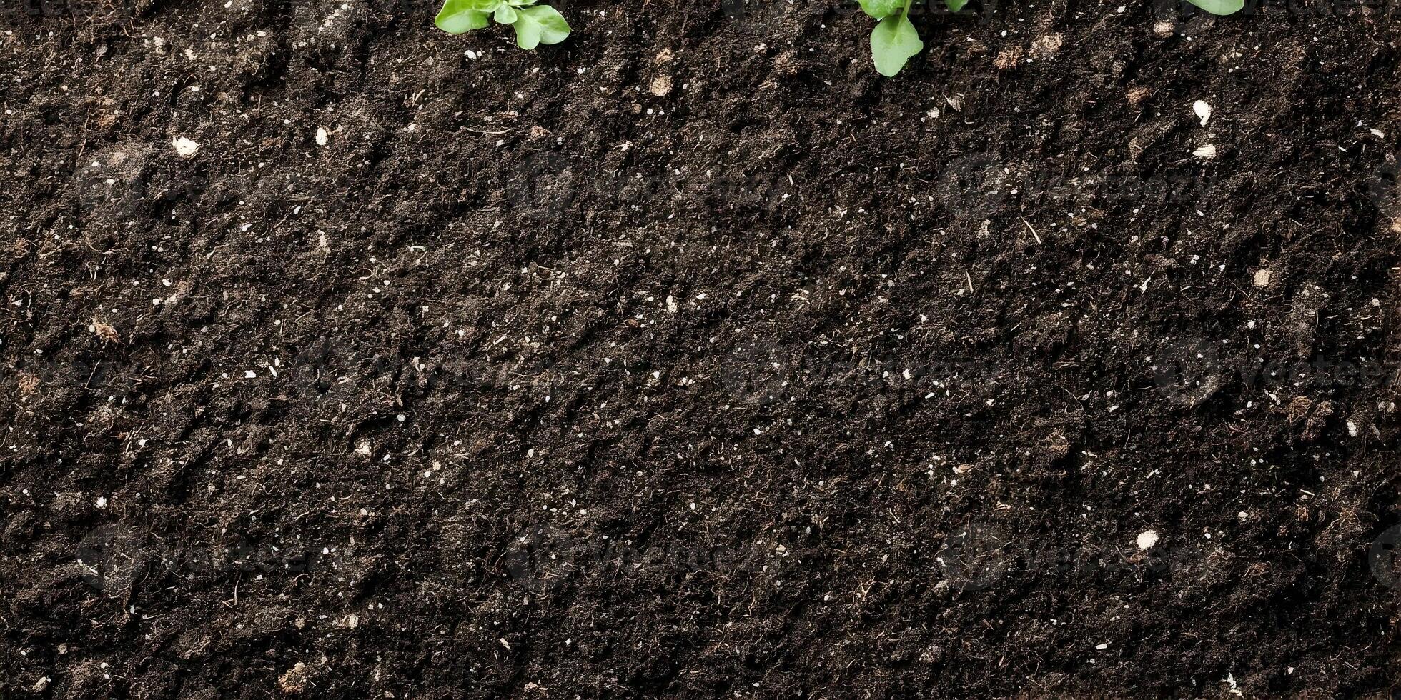 Dark Brown Soil Texture Background with Small Green Plants photo