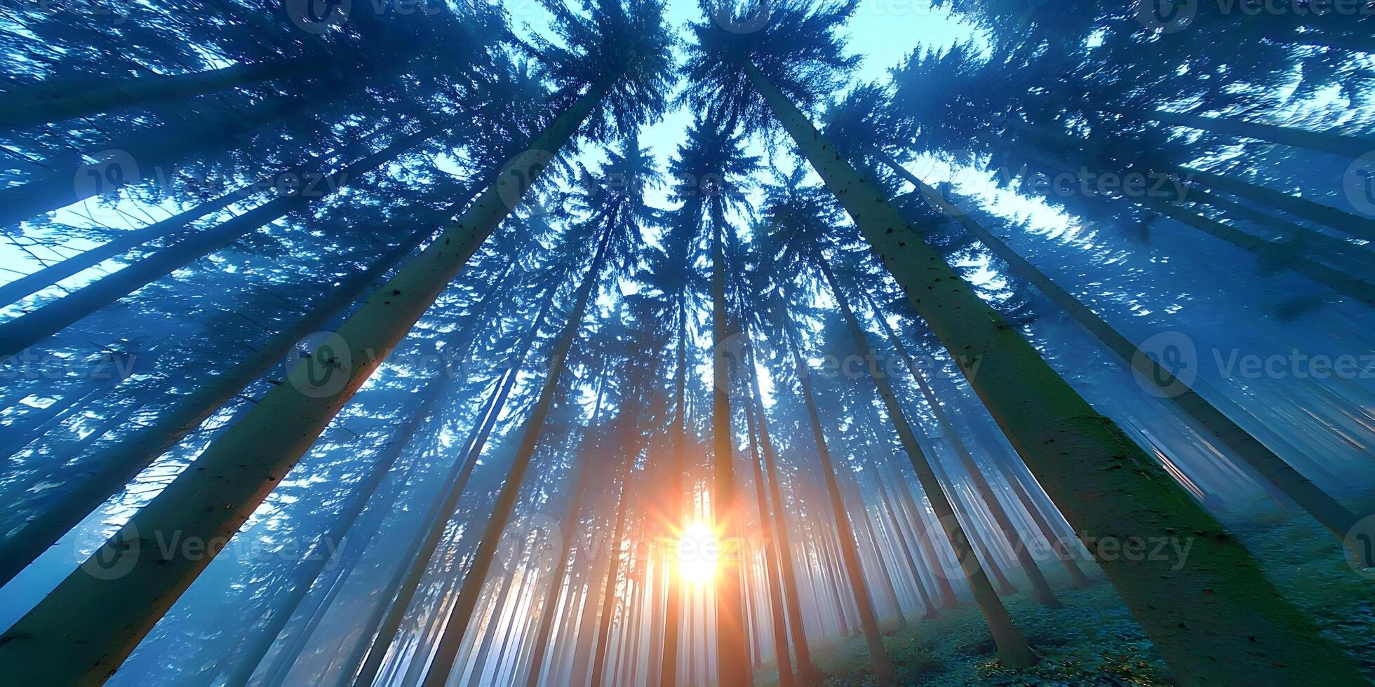 Sun Rising Through Misty Pine Forest Tall Trees Sunlight Nature Scene photo