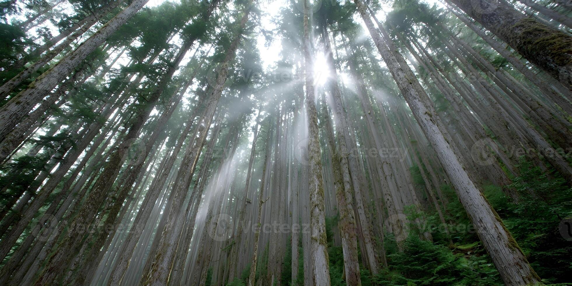 Sunbeams Through Tall Trees in Misty Forest Sunlight Forest Scene photo