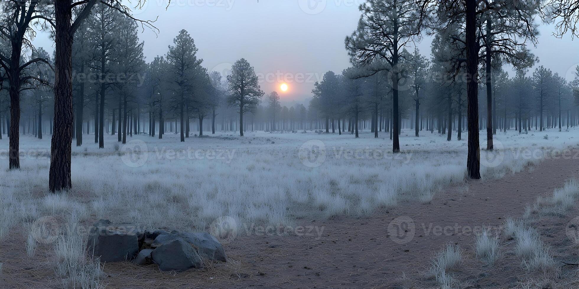 Frosty Forest Sunrise Winter Landscape Pine Trees Frozen Grass Cold Morning photo