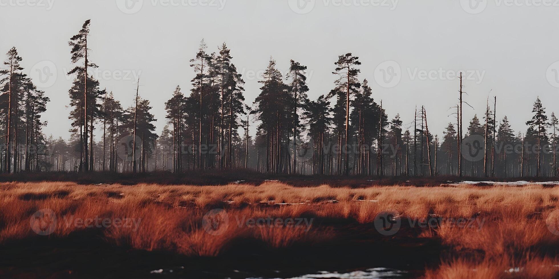 Autumnal Pine Forest Landscape Tall Trees Golden Grass photo