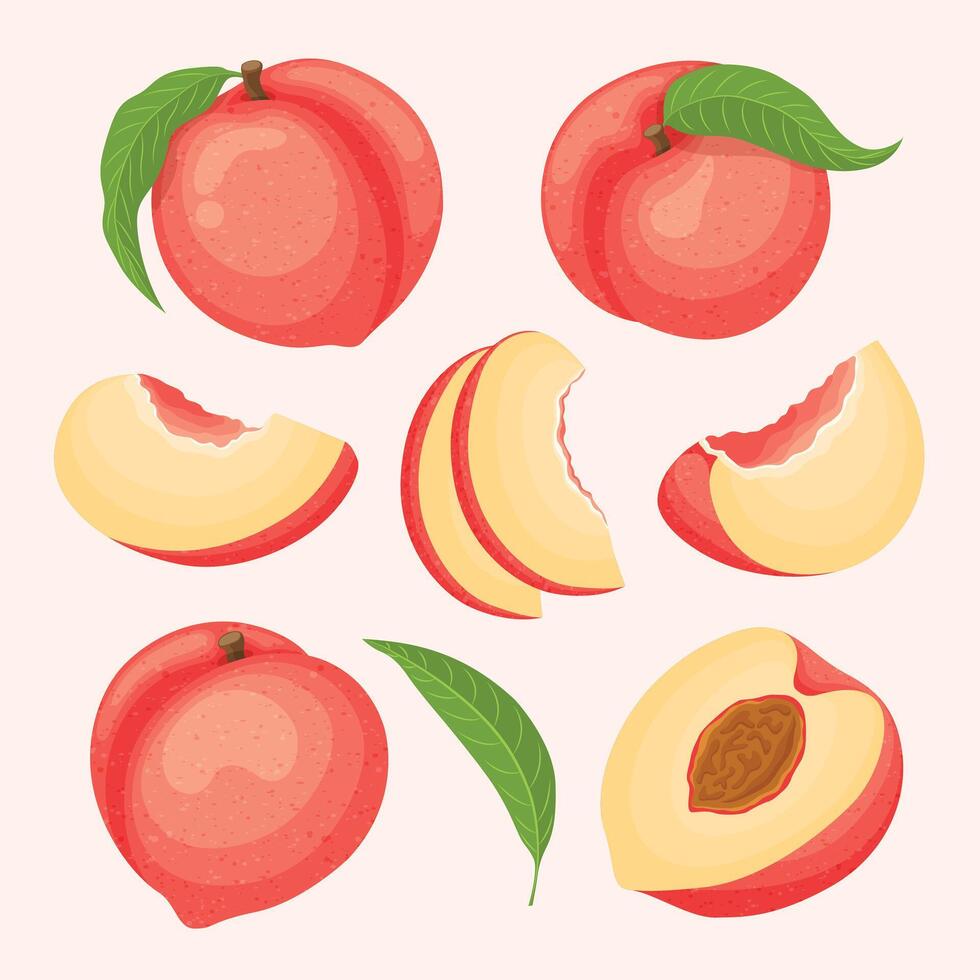 Illustration of peaches and slices vector