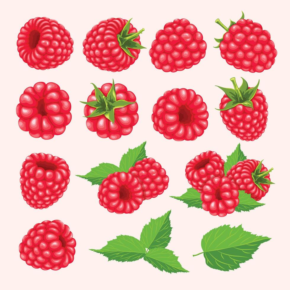 various fresh raspberries and leaves vector