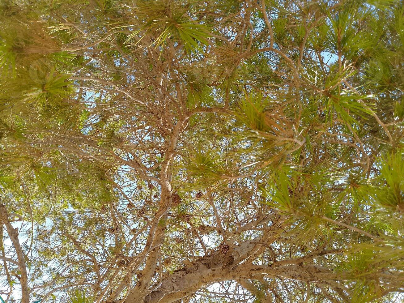 Whispers of Emerald Green photo