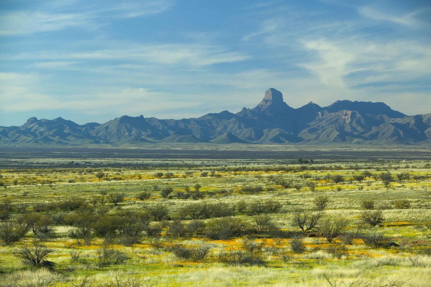 A Vibrant Desert Landscape Unveiled photo