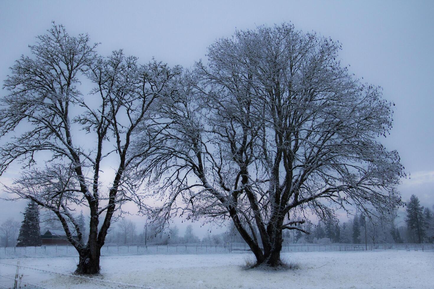 Serene Winter Landscape with Snow photo