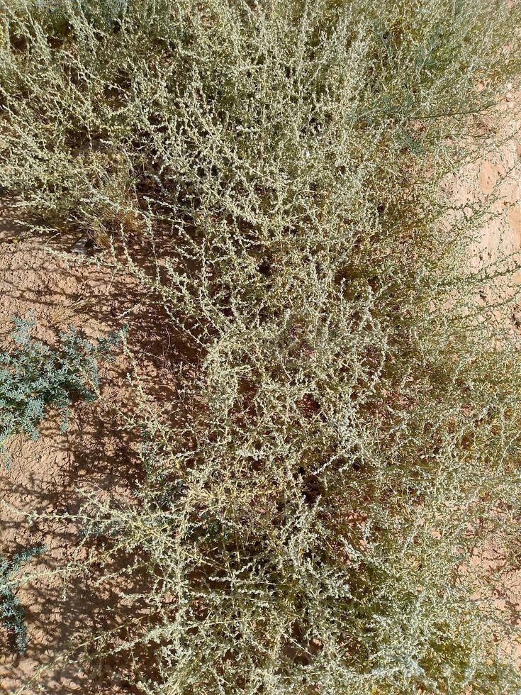 Intricate Arid Shrubbery on Sun-Baked Earth photo