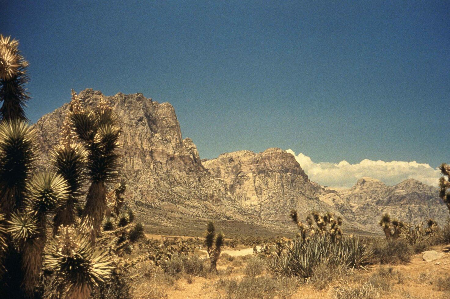 Ancient Mountains and Verdant Yucca Under a Vast Sky photo