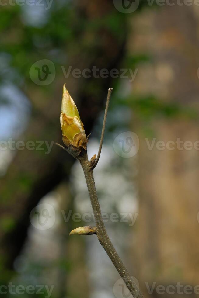 The image shows a lone tulip tree bud. It is gold-colored. photo