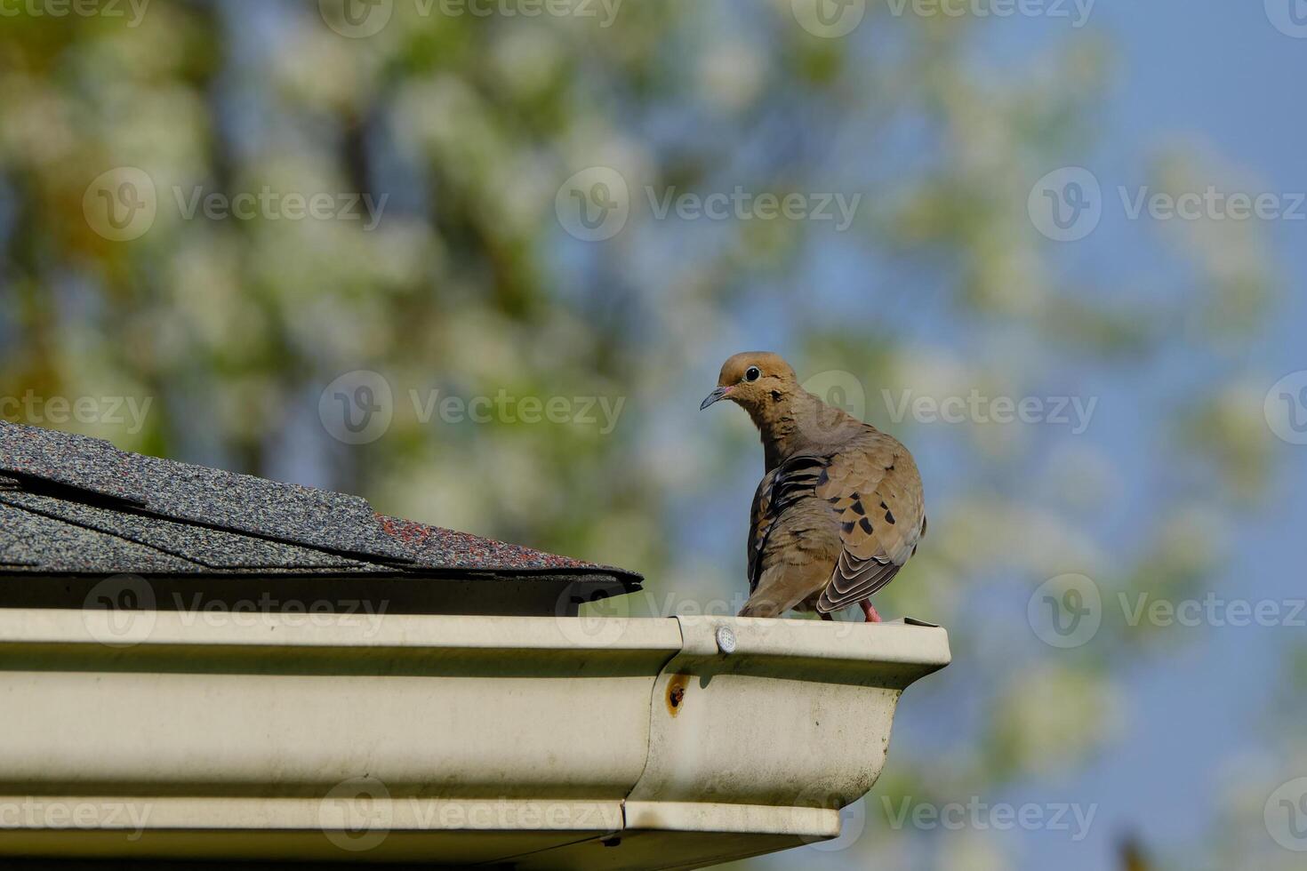 Mourning Dove sitting on the top of a house spouting, the soft spring background gives a sense of peace and quiet photo