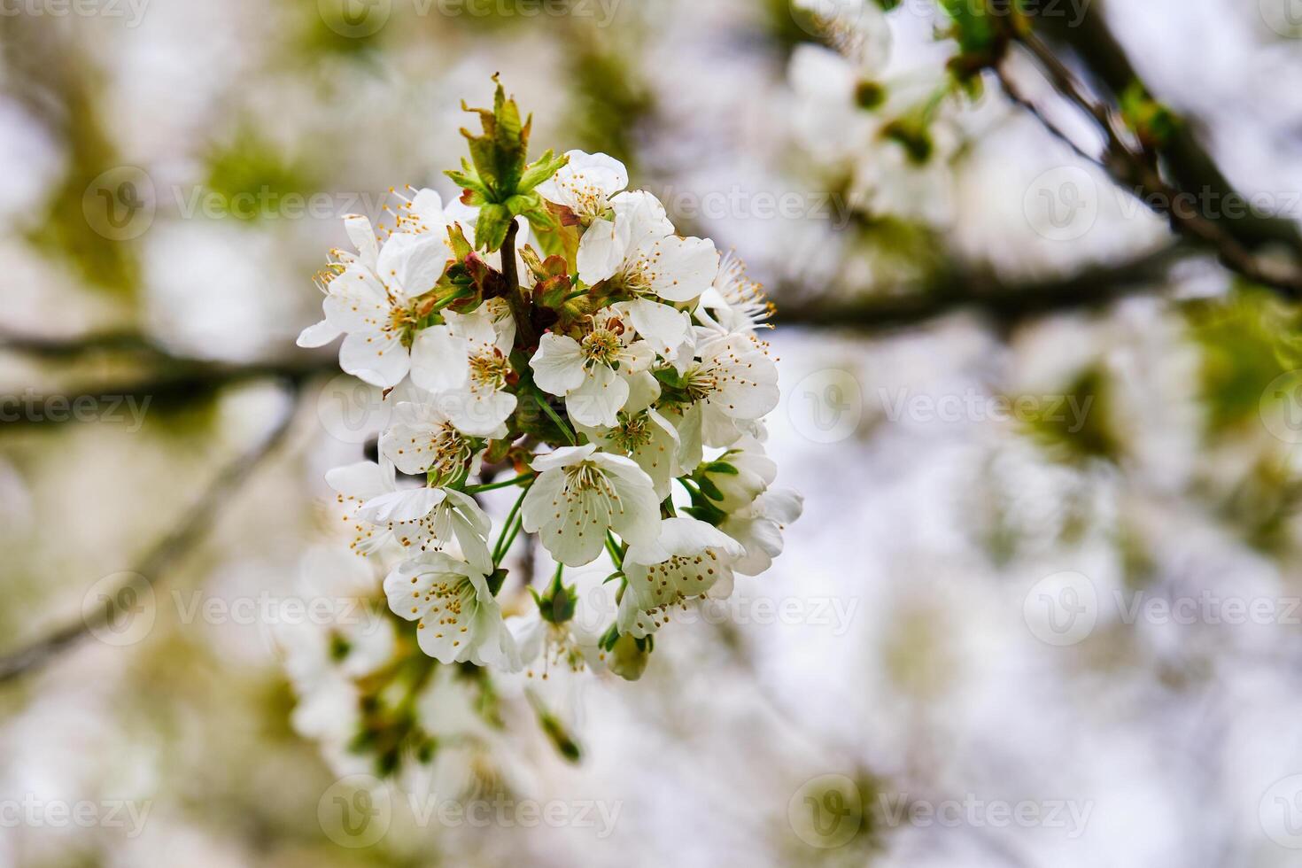 White cherry blossoms with a blurred background of the cherry tree photo