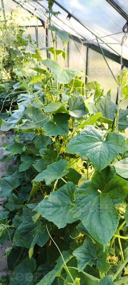Greenhouse harvest. cucumber leaves and new shoots photo