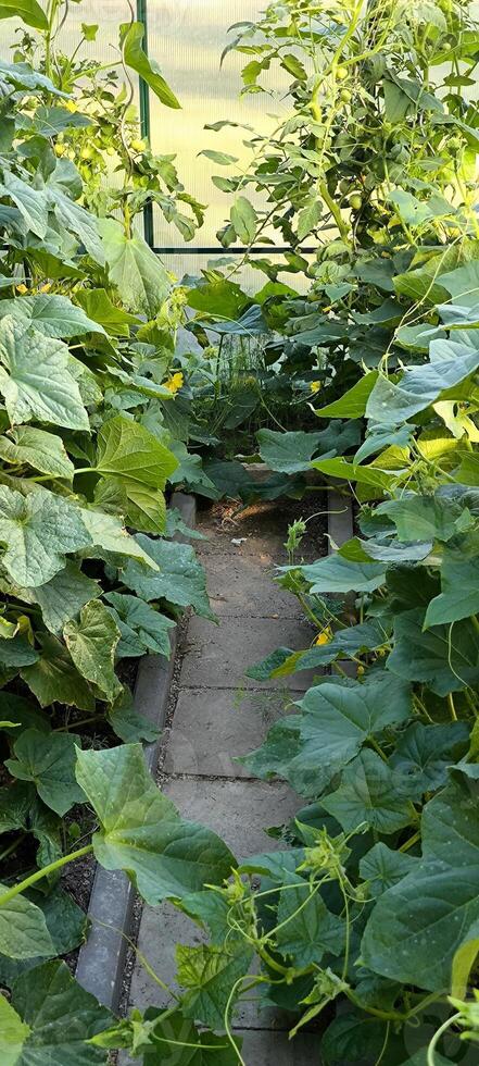 Fresh greens. young cucumbers in controlled growing conditions photo