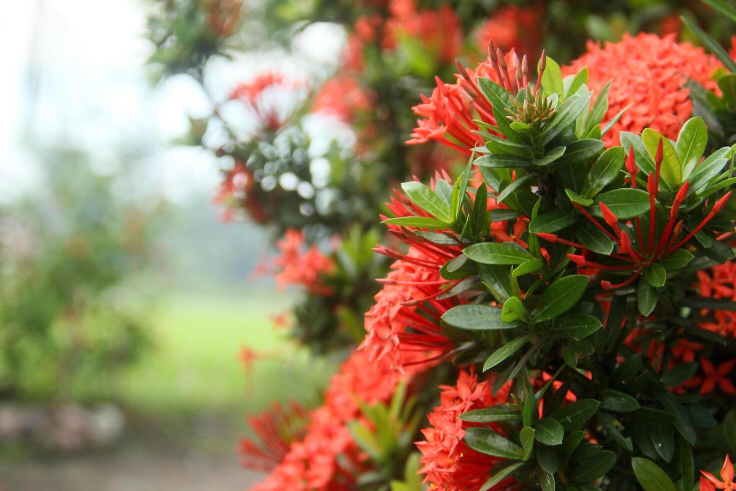 A bush with bright red flowers in the middle of a field photo