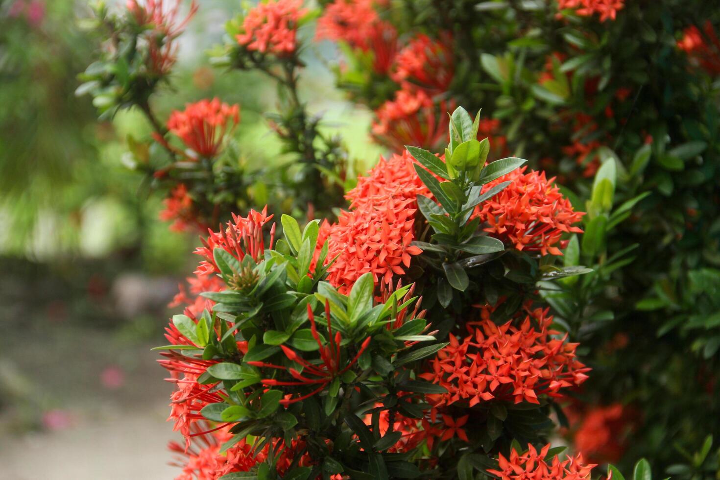 A bush with bright red flowers in the garden photo