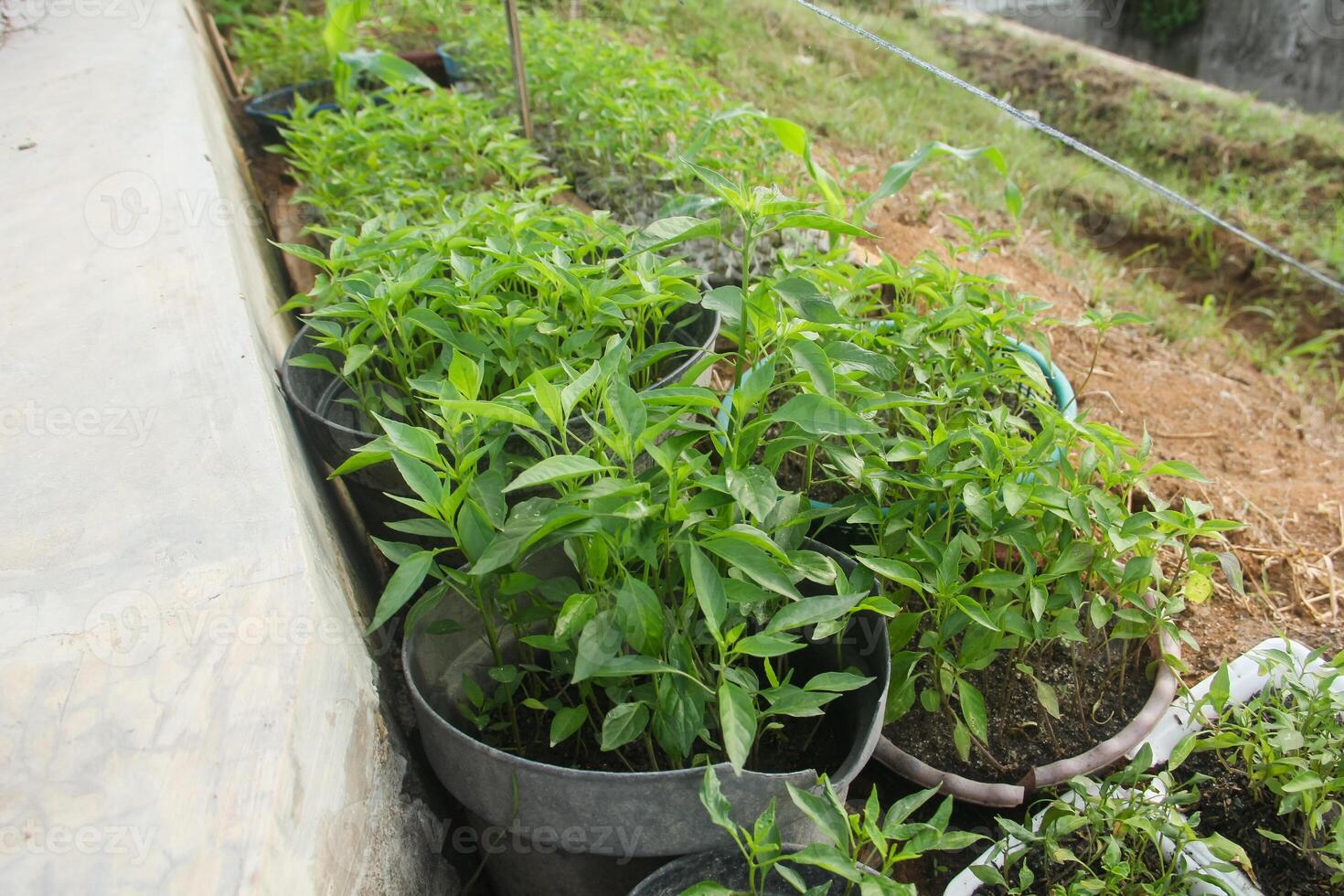 A group of plants in pots on a ledge photo