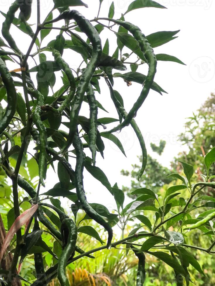 A plant with many green leaves and green peppers photo