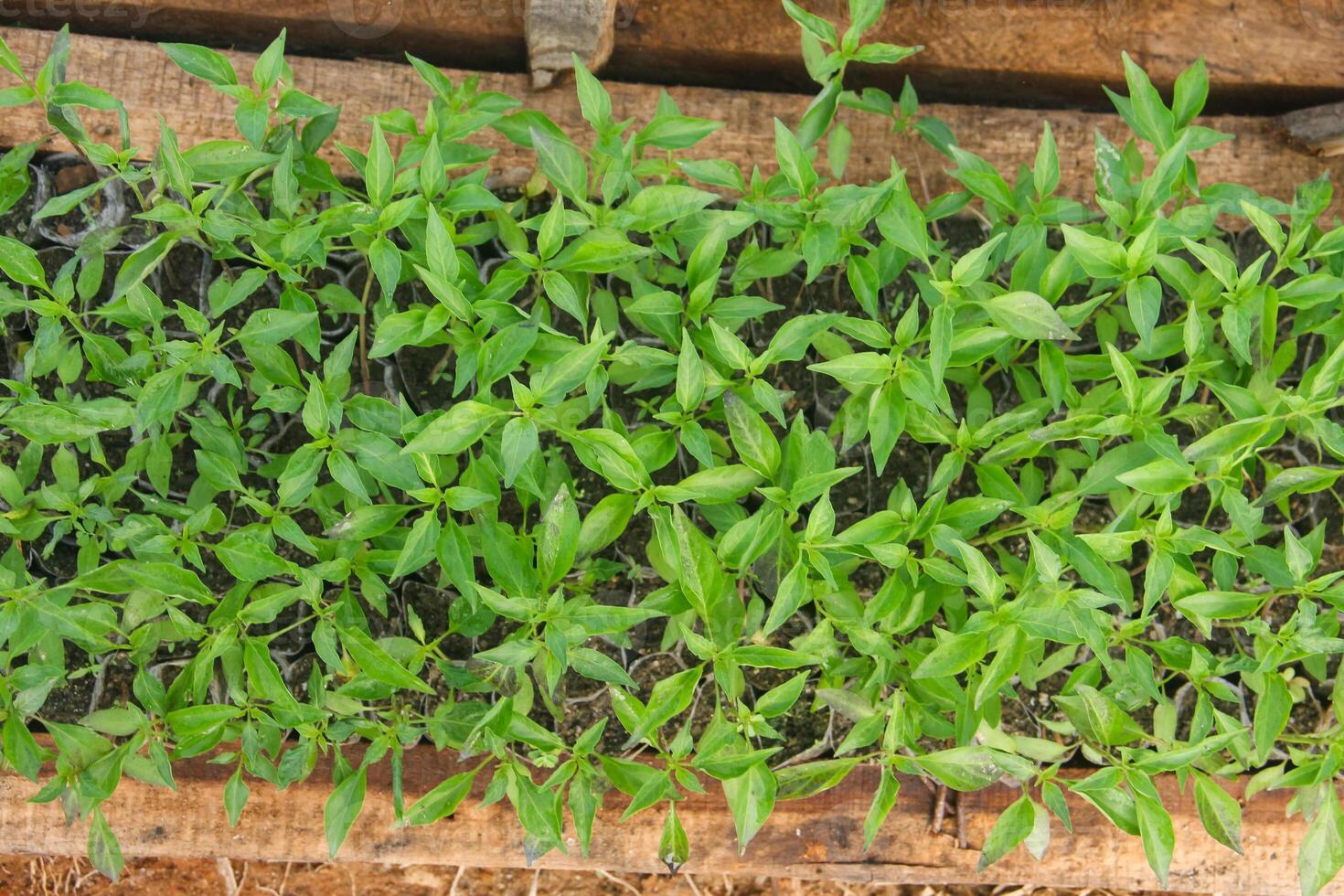 Curly chili or Capsicum annuum cultivation by sowing on the surface of fertile humus soil, small chili plants photo