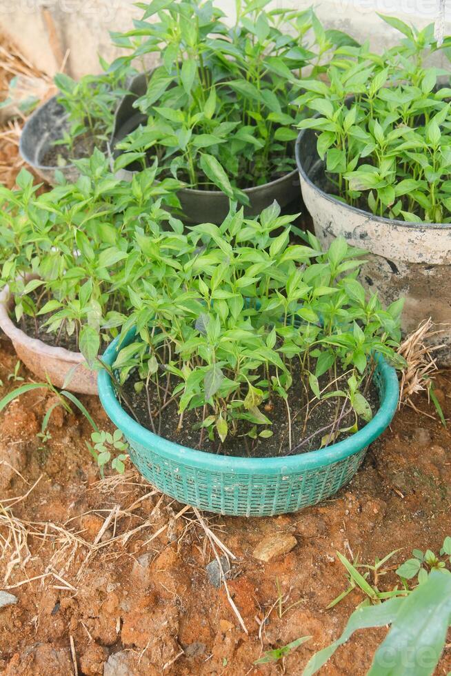 A dog sitting on a dirt patch with plants in a pot photo