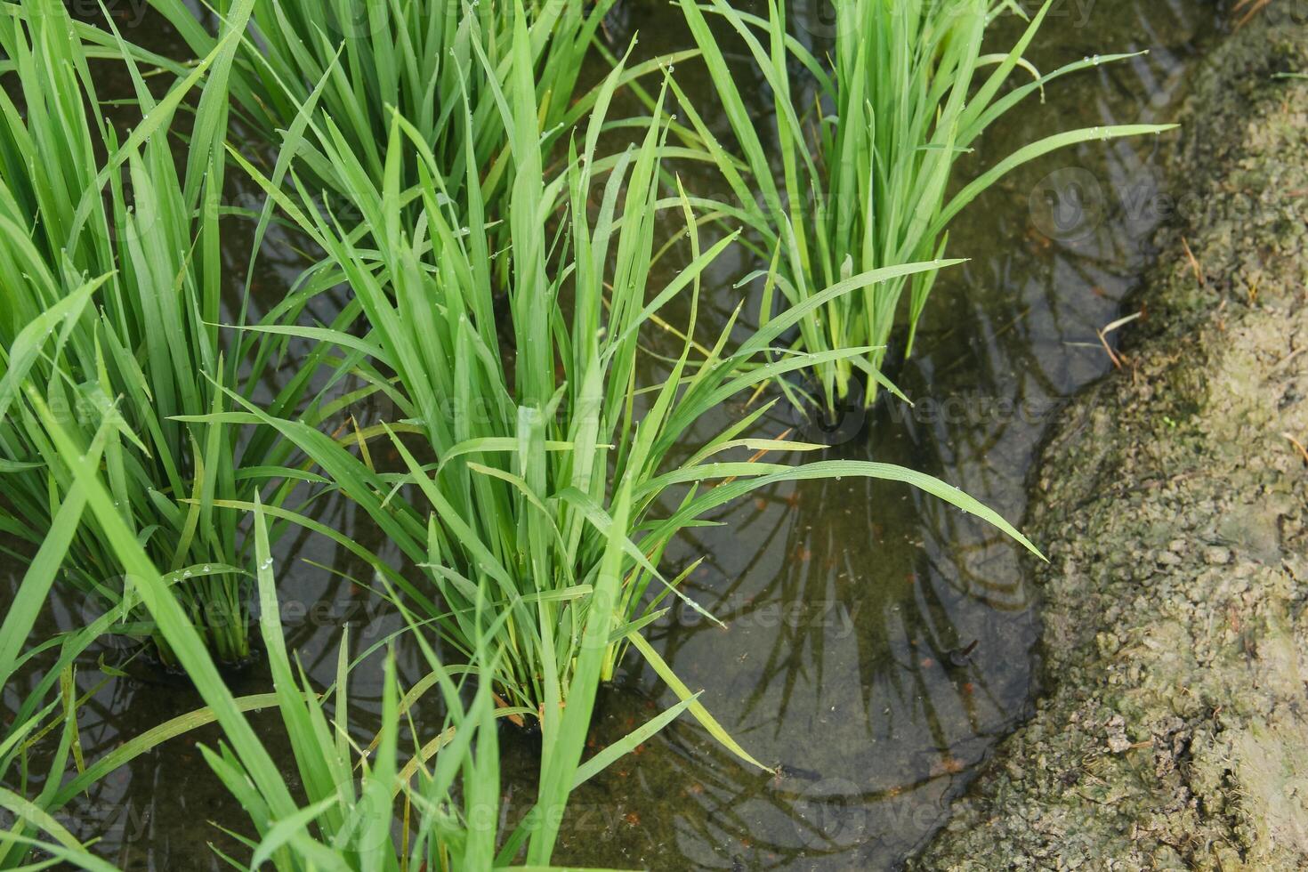 Rice plants growing in water photo